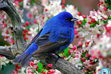 View Blue Sparrow Picture Wallpapers In 800x600 Resolution