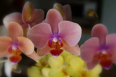 Rose Phalaenopsis Orchid Wallpapers In 1920×1200 Resolution ...
