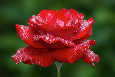 Top 10 Most Beautiful Roses In The World 10.jpg