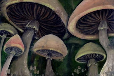 Shrooms Backgrounds   Wallpapers Cave