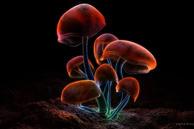 Funky Shrooms By SkyneHad On DeviantArt