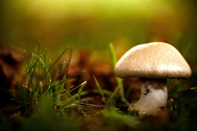 Shrooms Wallpapers   Wallpapers Cave