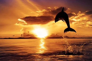 Dolphin   Animals Wallpapers (33489466)   Fanpop
