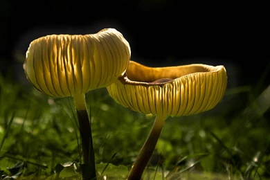 Last One Shrooms Inside Up Wallpapers   (