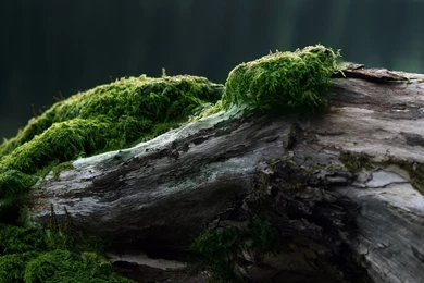 2560x1440 Wallpapers Widescreen G3Q » WALLPAPERUN.COM