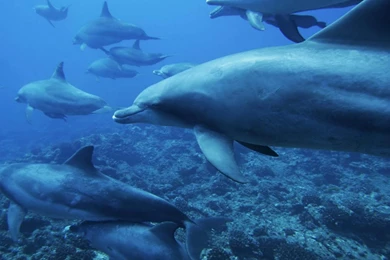 Desktop Wallpapers 1280x1024   Wallpapers Cave