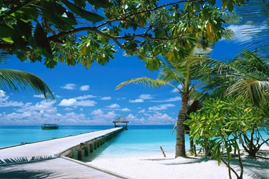 Wallpapers 2560x1440 Azur Sea With Palm Trees And A Long Dais