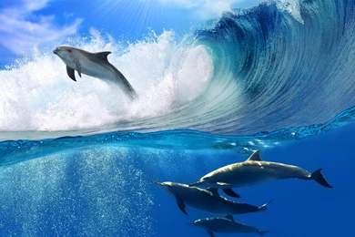 Playing Dolphins   Desktop Wallpapers