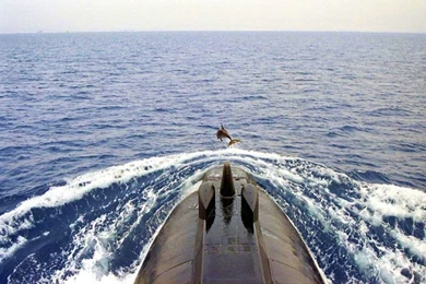 Dolphins: Dolphin Submarine Cool Picture Desktop Wallpapers For HD ...