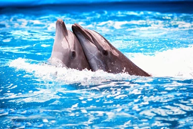 Dolphin Couple Wallpapers 28228