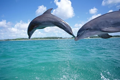 DOLPHINS WALLPAPER   (