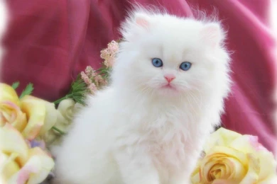 30 Cute And Lovely Cat Wallpapers For Desktop