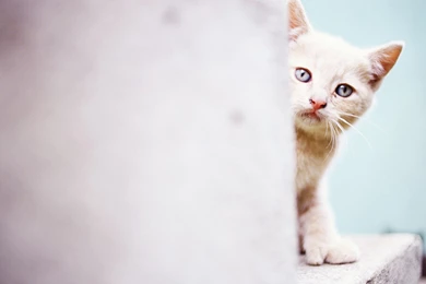 Beautiful Cat Wallpapers HD Pictures