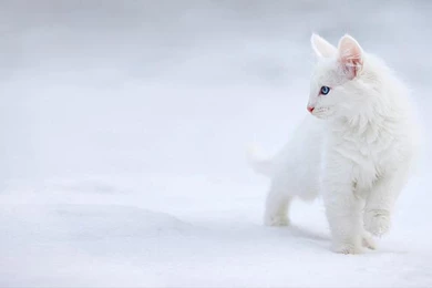 Beautiful Cat Wallpapers HD Pictures