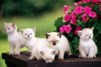 White Cat Wallpapers HD