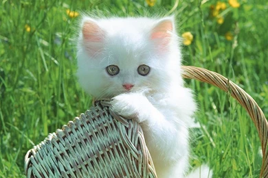 Beautiful Wallpapers: Beautiful Cats Wallpapers