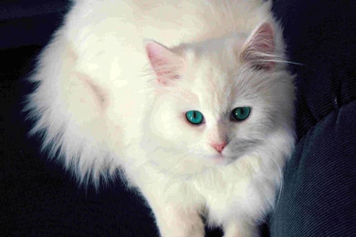 Mobile White Cat Wallpapers
