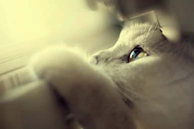 Cute White Cat Wallpapers