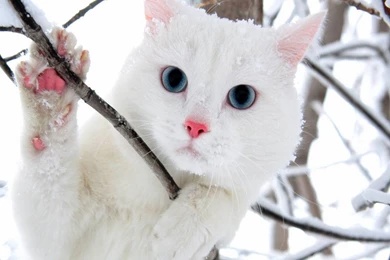 White Cat HD Wallpapers