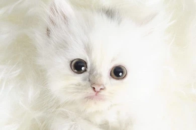 Download Cats Wallpapers Cute White Kitten Images