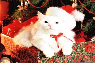 Christmas Cat Wallpapers   Crazy Frankenstein