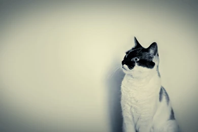 1920x1200 Cute Black And White Cat Desktop PC And Mac Wallpapers