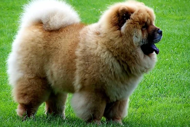 Chow chow dog wallpaper for desktop full free.jpg