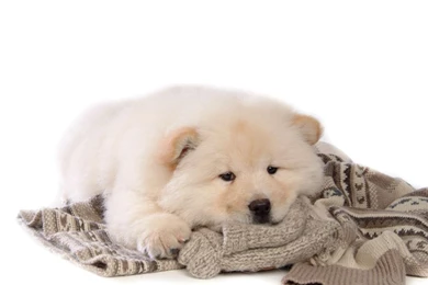 Chow Chow Wallpapers Wallpapers Cave