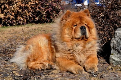 Resting Chow Chow Photo And Wallpaper. Beautiful Resting Chow Chow ...