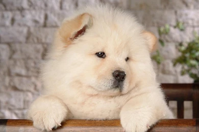 Chow Chow Android Wallpapers