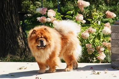 Chow Chow And Flowers Photo And Wallpaper. Beautiful Chow Chow And ...