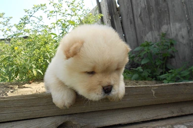 Chow Chow Is Looking Tired Wallpapers And Images Wallpapers ...