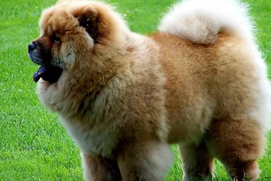 Chow, Chow, Dog, New, Wallpaper, For, Desktop, Lovely Animals ...