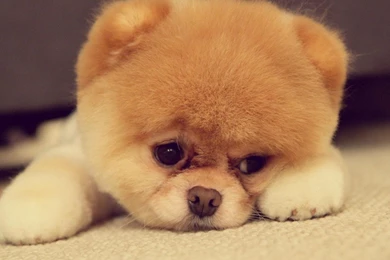 Free Chow Chow Wallpapers