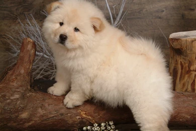 Fluffy Chow Chow Puppies Wallpapers   Chow Chow Puppy Pictures ...