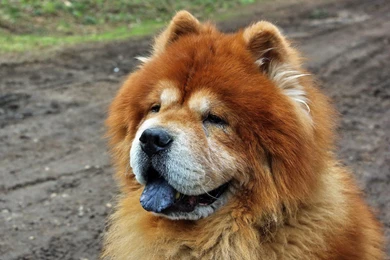 5 Chow Chow HD Wallpapers