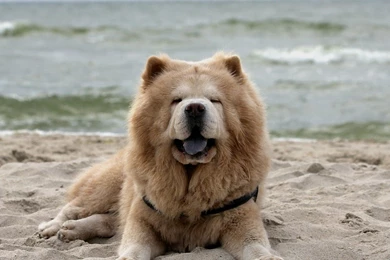 Chow, Chow, Dog, Top, Full, Wallpapers, Free, Dog, Desktop, Images ...