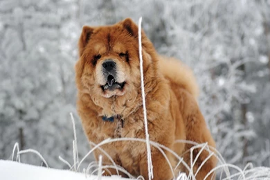 Download Wallpapers 1920x1200 Chow Chow, Dog, Face, Fat 1920x1200 ...