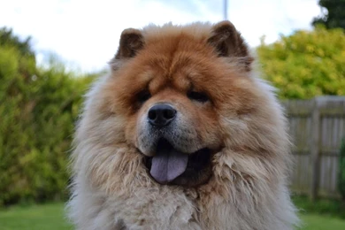 Chow Chow Pack 2 Wallpapers   Android Apps And Tests   AndroidPIT