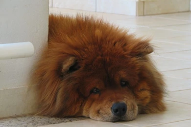 2 Puppies Chow Chow Puppy Wallpapers 1246 :: Chow Chow Puppy Wallpapers