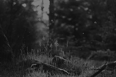 Forest Green Nature Tree Black iPhone 6 Wallpapers Download ...