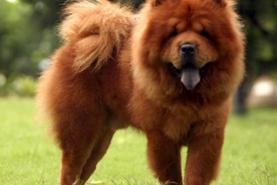 Cutest Chow Chow   Wallpapers Free