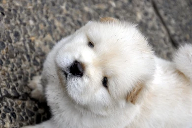 Download Wallpapers 1920x1080 Chow Chow, Dog, Face, Fat Full HD ...