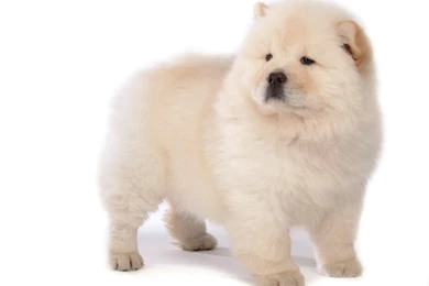 Fluffy Chow Chow Puppies Wallpapers   Chow Chow Puppy Pictures ...