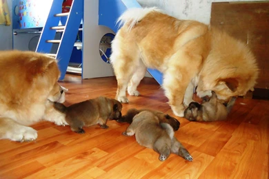 Chow Chow Family Wallpapers And Images   Wallpapers, Pictures, Photos