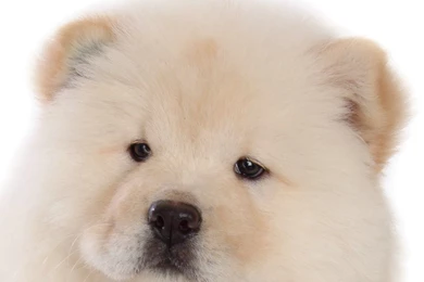 Fluffy Chow Chow Puppies Wallpapers   Chow Chow Puppy Pictures ...