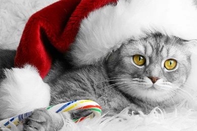 Christmas Kitty Computer Wallpapers, Desktop Backgrounds ...
