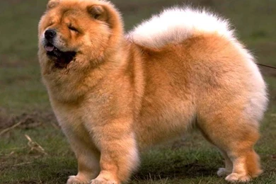 Cute Chow Chow Dog Photo And Wallpaper. Beautiful Cute Chow Chow ...