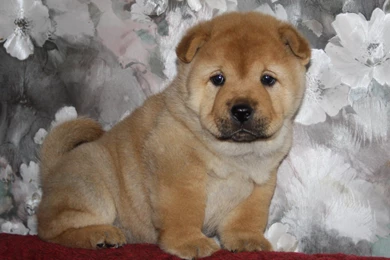Little Chow Chow Wallpapers And Images   Wallpapers, Pictures, Photos