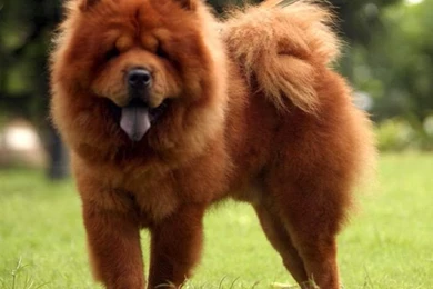 Chow Chow Dog Images « Pet Dog Breeds